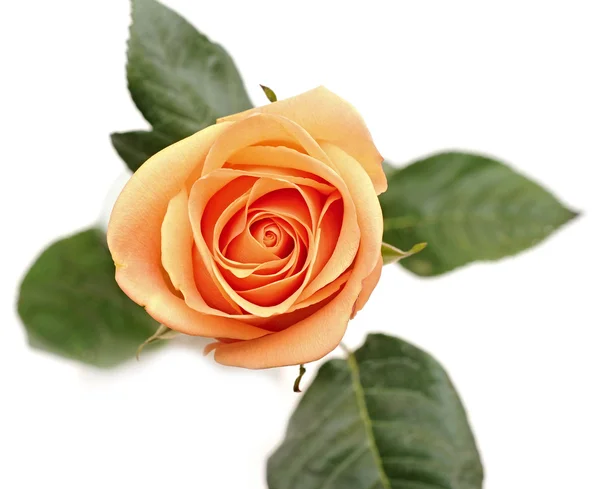 Vooraanzicht close up van een roze roos — Stockfoto