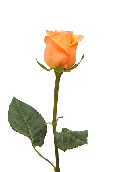 Όμορφο ροζ τριαντάφυλλο σε λευκό φόντο. — Φωτογραφία Αρχείου