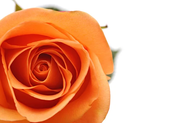 Όμορφο ροζ τριαντάφυλλο από κοντά — Φωτογραφία Αρχείου
