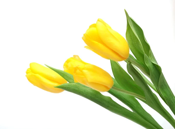 Tulipanes amarillos aislados sobre fondo blanco —  Fotos de Stock