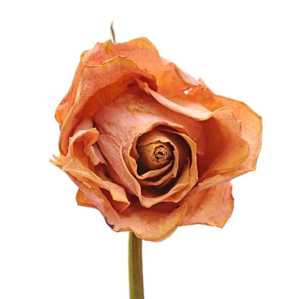 Rosa secca — Foto Stock