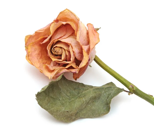Rosa secca isolata su fondo bianco — Foto Stock