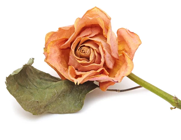 Ξηρό τριαντάφυλλο — Φωτογραφία Αρχείου