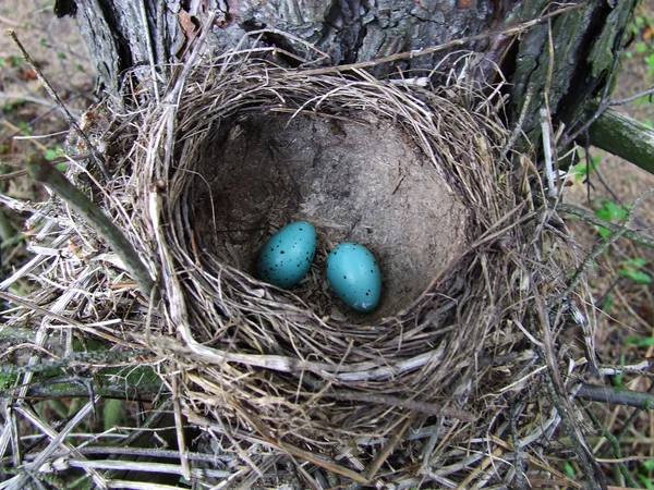 Яйця в гнізді Стокове Фото