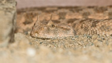 Desert horned viper portrait clipart