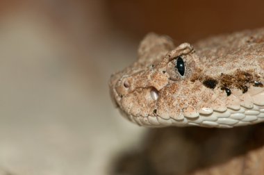 cabeza de serpiente del desierto