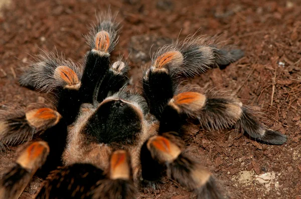 멕시코 빨간 무릎 독 거미 — 스톡 사진