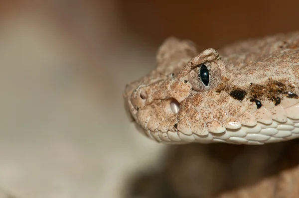 砂漠の蛇頭 — ストック写真