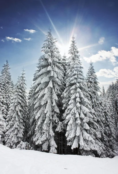 Vintern med solsken — Stockfoto