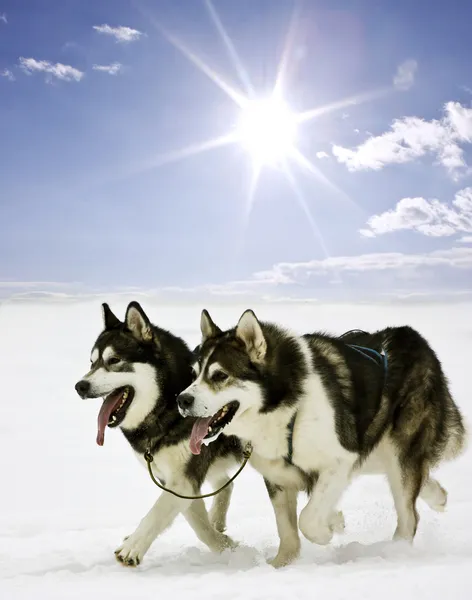 Снежные собаки — стоковое фото