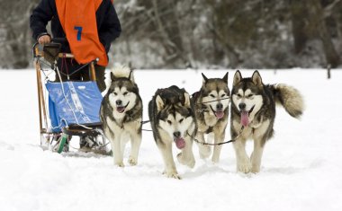 Husky 'lerle köpek kızağı.