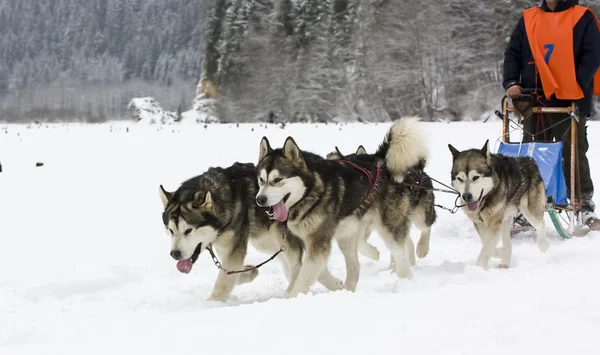 stock image Dog-sledding with huskies