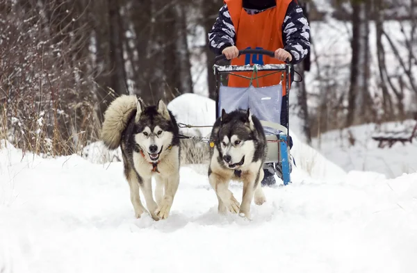 Cão-trenó com huskies — Fotografia de Stock