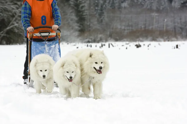 stock image Snow dogs