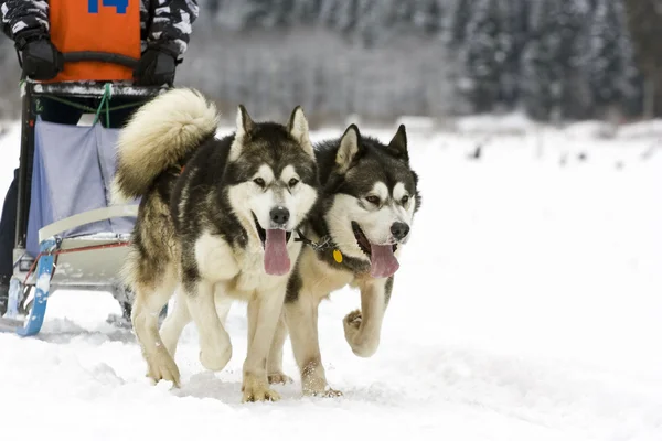 Hundeschlitten mit Huskys — Stockfoto