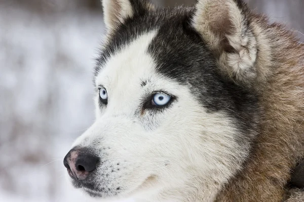 Husky hond — Stockfoto