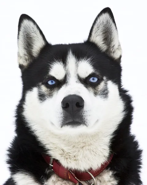 Pies Husky — Zdjęcie stockowe
