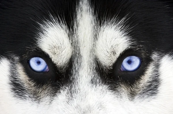 Mavi Gözler — Stok fotoğraf