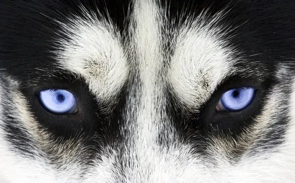 Olhos azuis — Fotografia de Stock