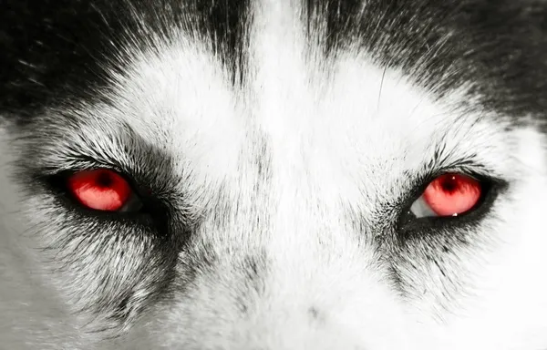 Olhos vermelhos — Fotografia de Stock