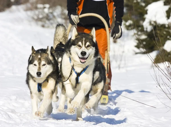 带着哈士奇的狗滑雪橇 — 图库照片