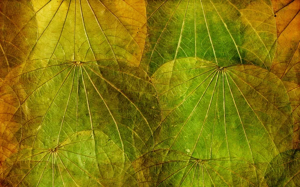 Винтажный фон листьев — стоковое фото