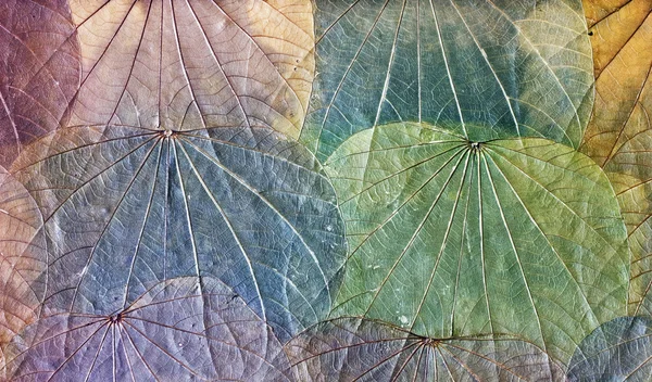 stock image Vintage leaf background