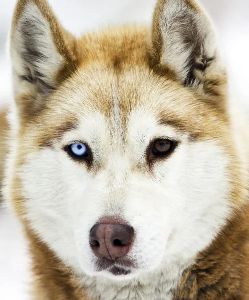 Husky köpek — Stok fotoğraf