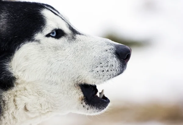 Husky köpek