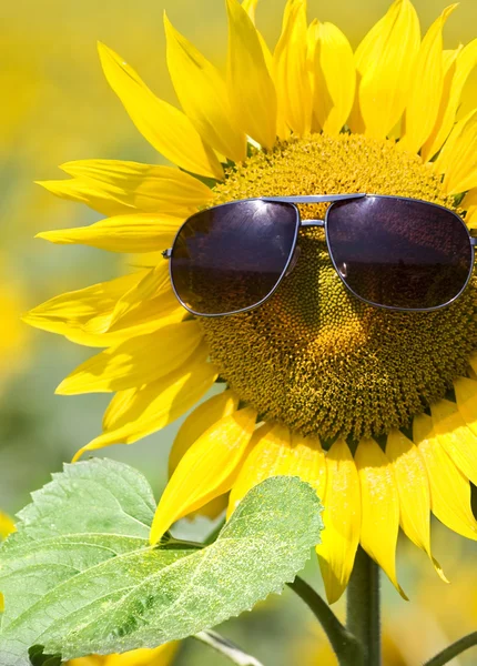 stock image Sunflower