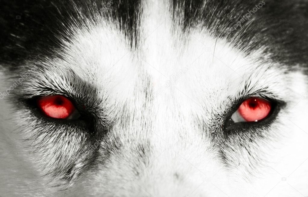 Ojos de lobo fotos de stock, imágenes de Ojos de lobo sin royalties |  Depositphotos