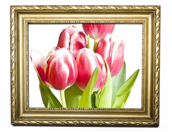 stock image Red tulips