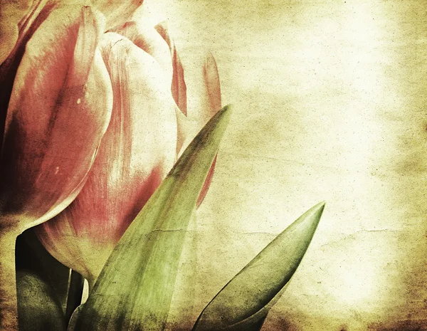Винтажные тюльпаны — стоковое фото