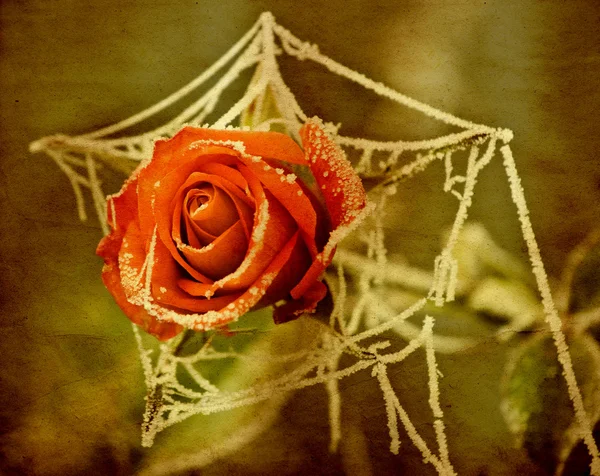 Vintage ruusu — kuvapankkivalokuva