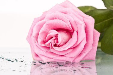 Pink rose clipart