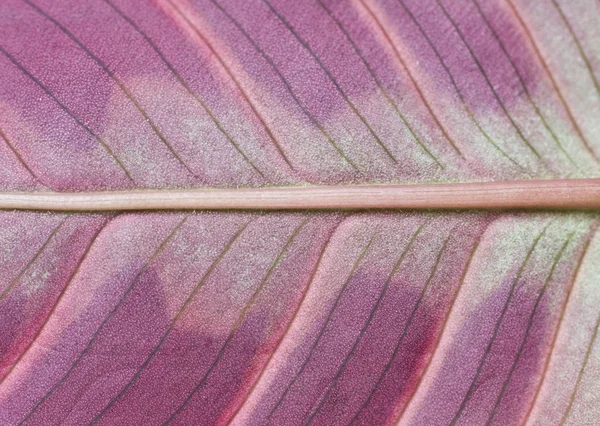 Bir yaprak üzerinde kapat — Stok fotoğraf