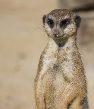 Suricate