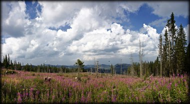 taze, temiz yaz manzara panorama