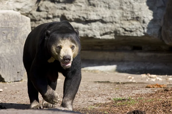 stock image Bear in the zoo