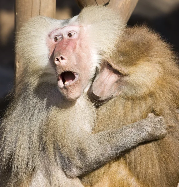 猴子 — 图库照片