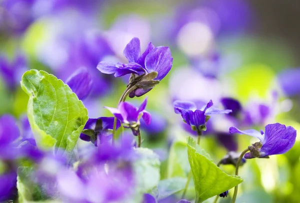 Campo violeta de primavera — Fotografia de Stock