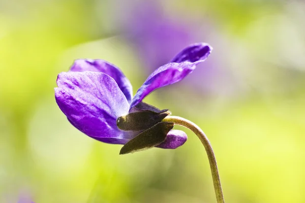 Campo violeta de primavera — Fotografia de Stock