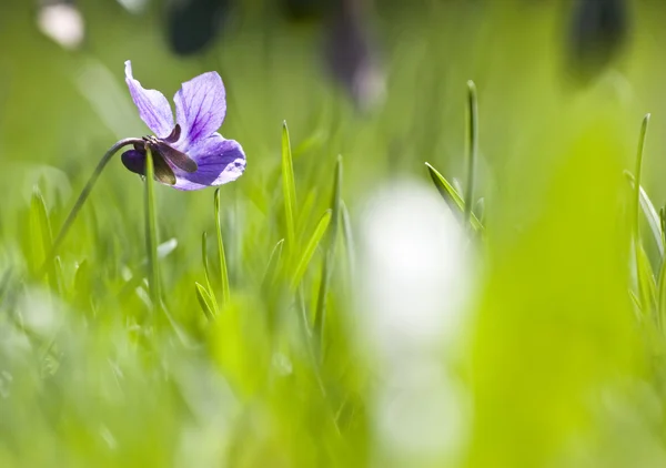 Primavera campo violeta — Foto de Stock