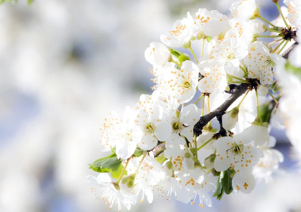 Spring blossoms — Stock Photo, Image