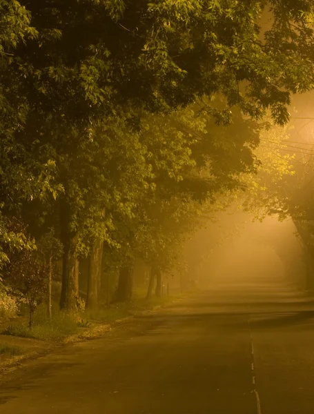 Foggy road in the park