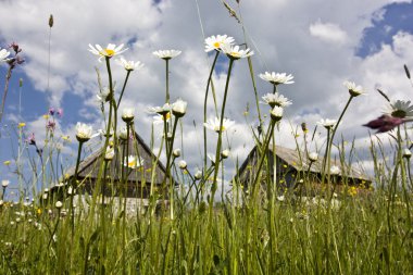 Meadow için daisies-ant Manzaralı