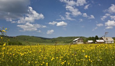 Yaban Çiçekleri Çayırı