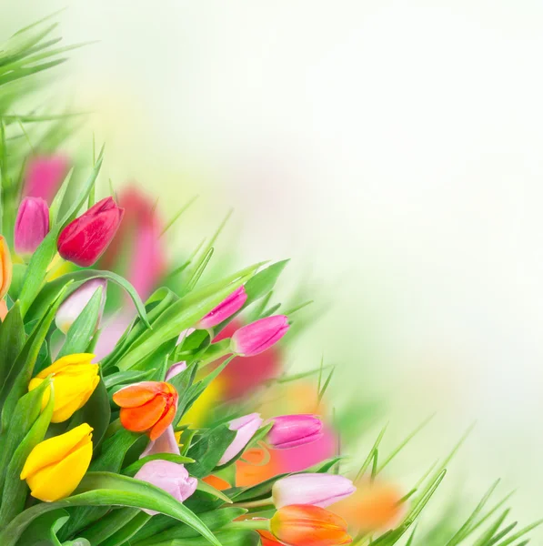 Tulip flowers background — Zdjęcie stockowe