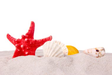 Beyaz arka plan üzerinde deniz kabukları