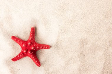 bir sahilde kırmızı deniz yıldızı